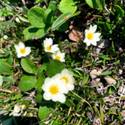 Dryas octopetala in bloom. Flowers with eight white petals and yellow center